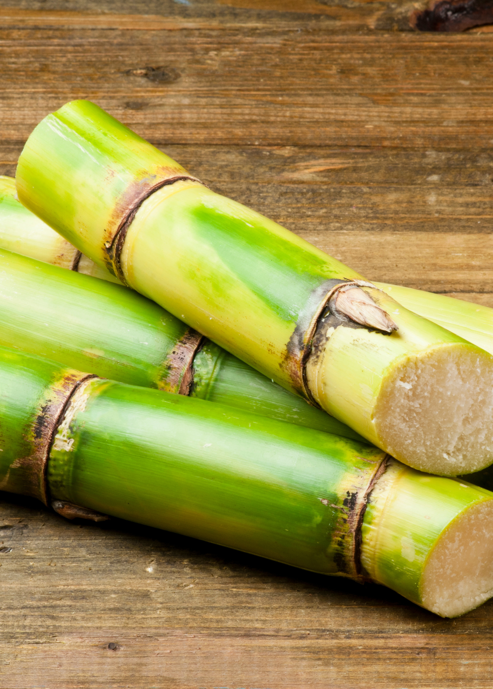 Green Sugar Cane tropical fruit tree in large nursery pot by Sow Exotic, showcasing lush green stalks and vibrant foliage.