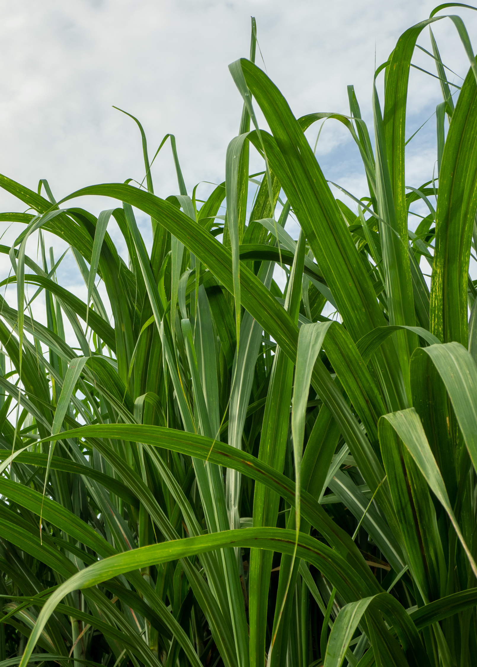 Green Sugar Cane tropical fruit tree in large nursery pot by Sow Exotic, showcasing lush green stalks and vibrant foliage.