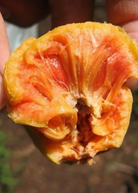 Large Sow Exotic Lakoocha tropical fruit tree in a peat pot, showcasing lush green foliage and healthy growth.