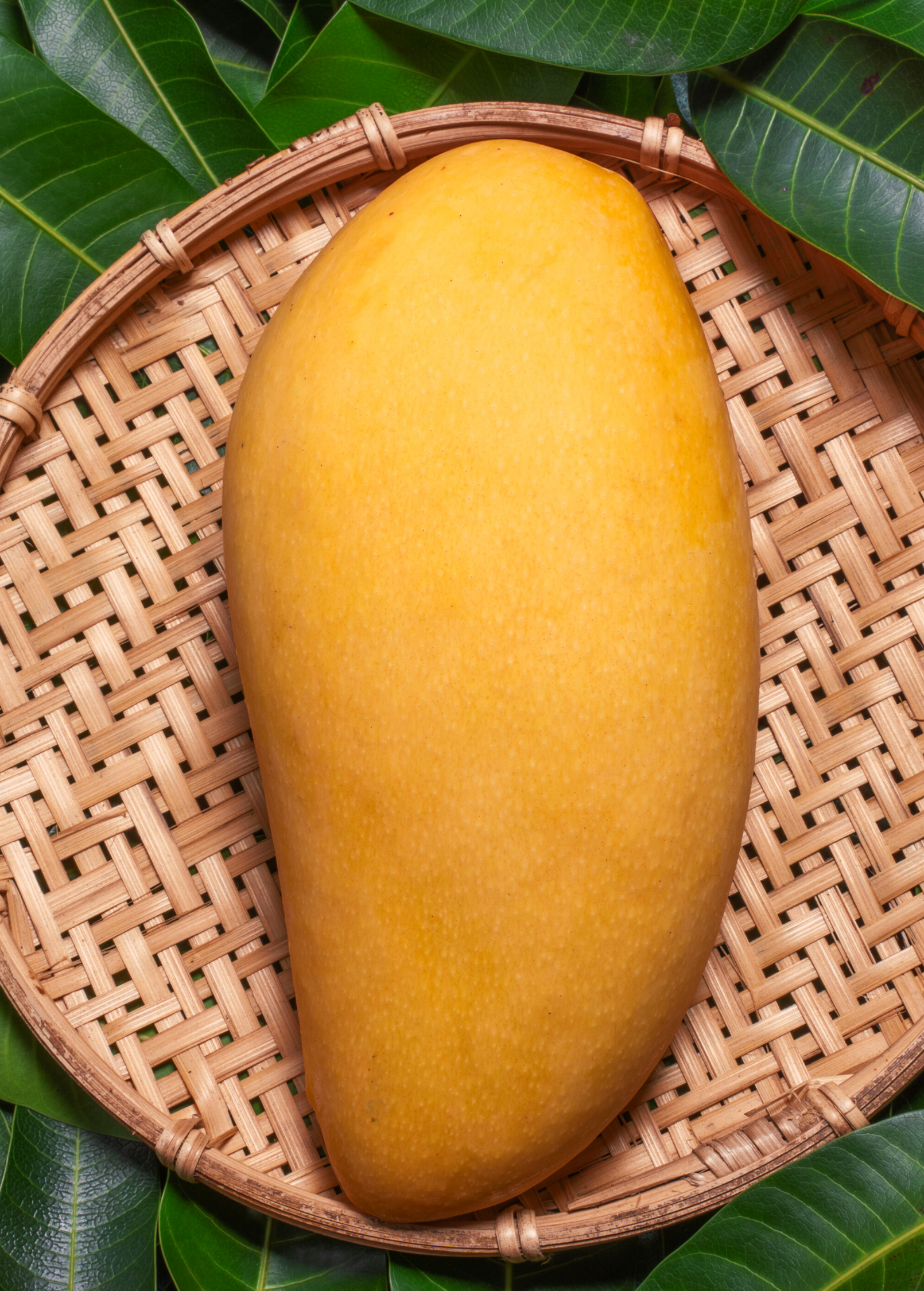 Large potted Sow Exotic Mango 'Nam Doc Mai' tropical fruit tree in a plantable container, showcasing lush green foliage.