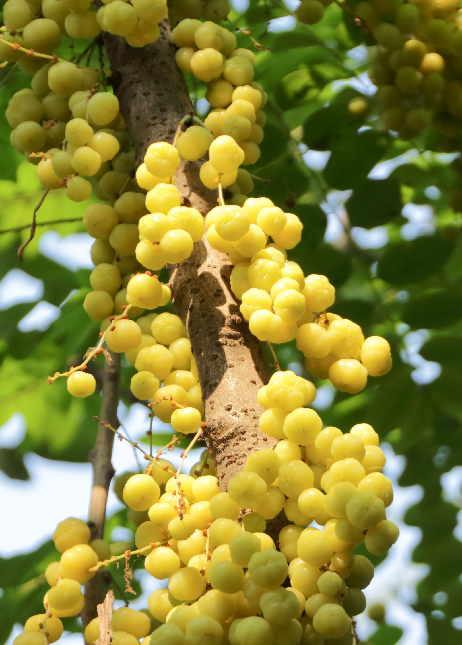 Large plantable pot with Otaheite Gooseberry tropical fruit tree by Sow Exotic, showcasing lush green foliage and healthy growth.