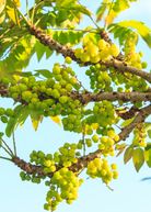 Large plantable pot with Otaheite Gooseberry tropical fruit tree by Sow Exotic, showcasing lush green foliage and healthy growth.