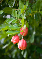 Ackee tropical fruit tree in a coconut coir pot by Sow Exotic, showcasing lush green leaves and young growth.