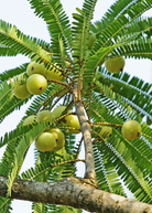 Tropical Amla Indian Gooseberry tree in a coconut coir pot, grown by Sow Exotic, with lush green foliage and small fruit.