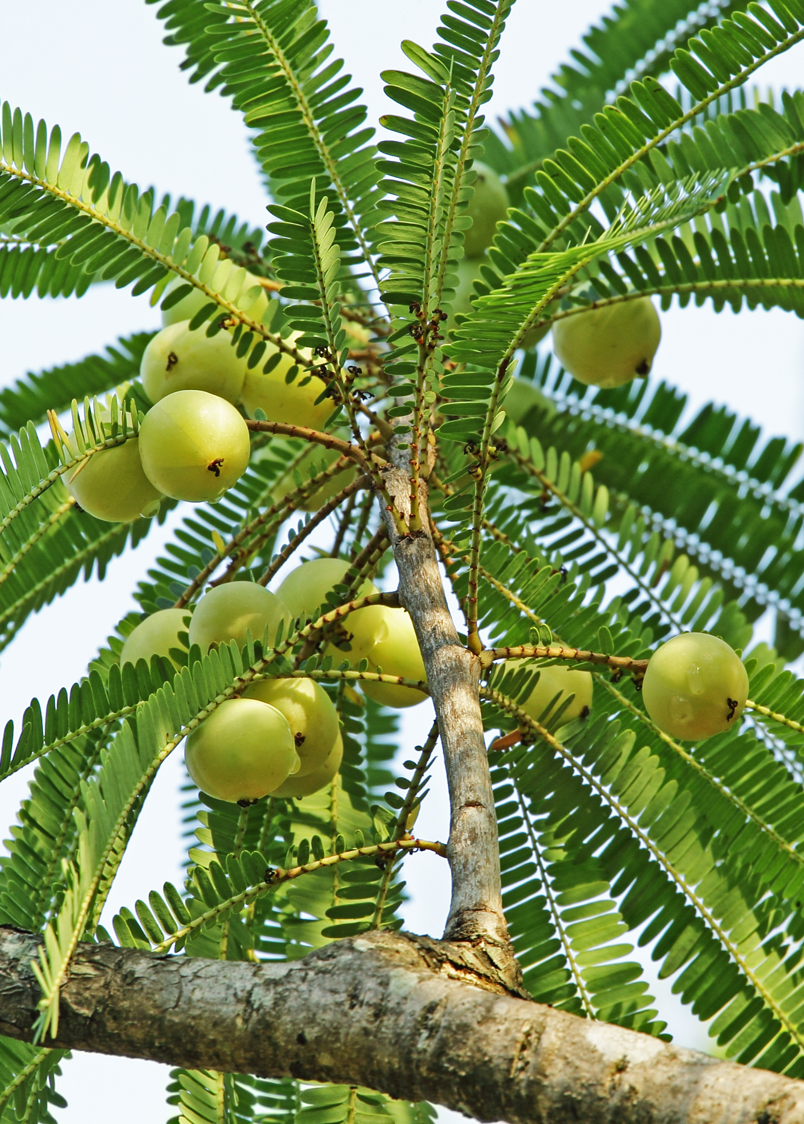 Tropical Amla Indian Gooseberry tree in a coconut coir pot, grown by Sow Exotic, with lush green foliage and small fruit.