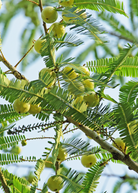 Amla Indian Gooseberry tropical fruit tree in a coconut coir pot, grown by Sow Exotic, with lush green foliage.