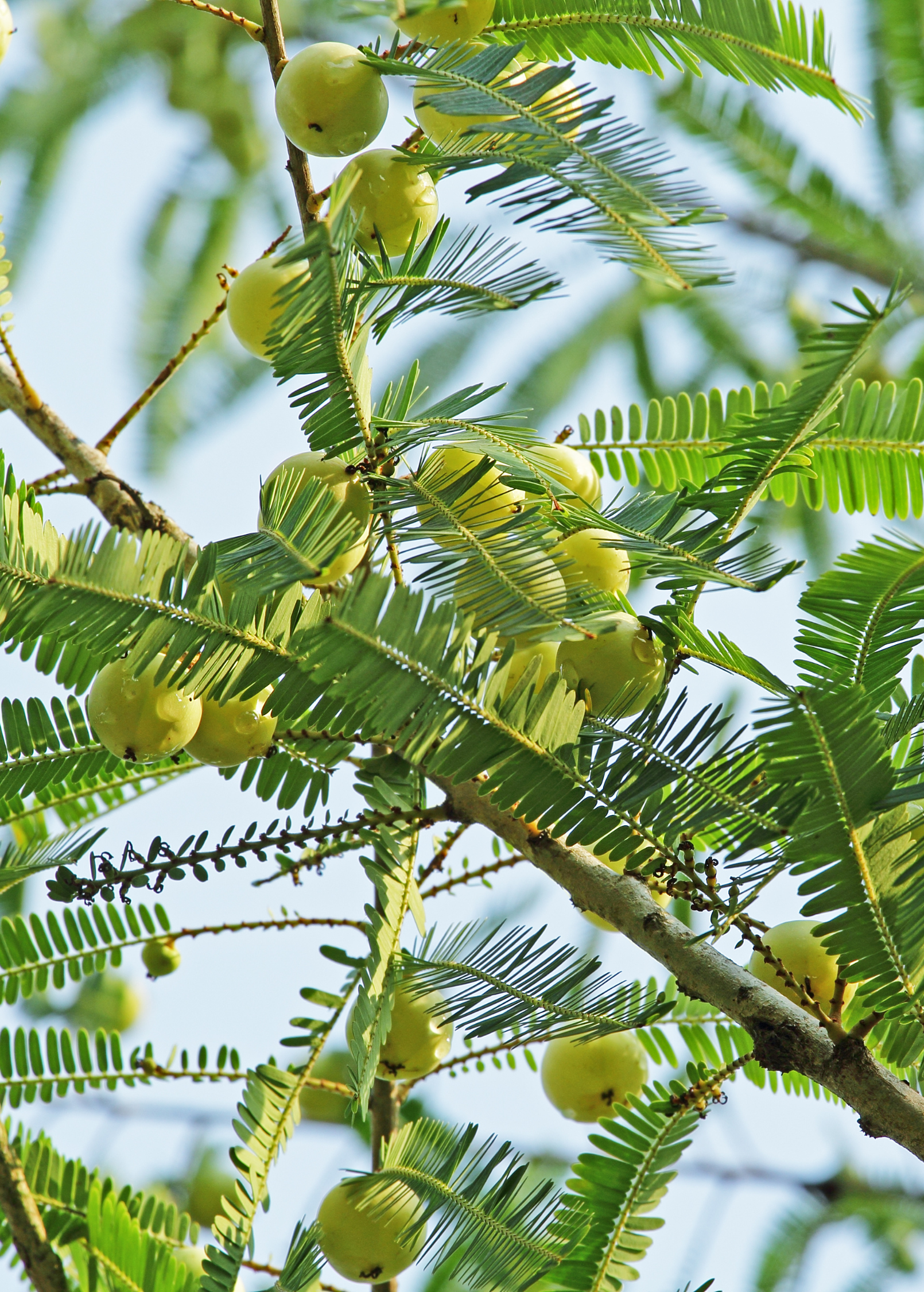 Amla Indian Gooseberry tropical fruit tree in a coconut coir pot, grown by Sow Exotic, with lush green foliage.