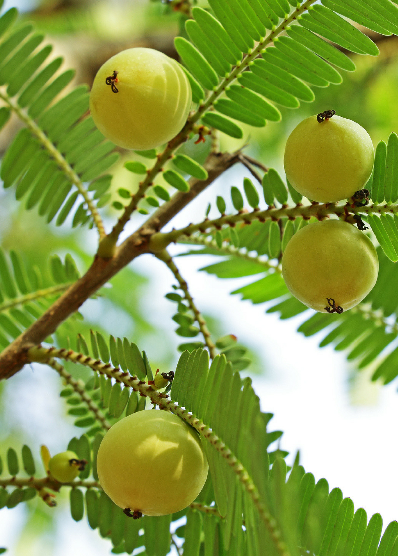 Tropical Amla Indian Gooseberry tree in coconut coir pot by Sow Exotic, showcasing lush green foliage and healthy growth.
