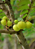 Amla Indian Gooseberry tropical fruit tree in a coconut coir pot, healthy green foliage, cultivated by Sow Exotic.