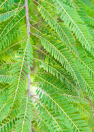 Indian Gooseberry (Amla) tropical fruit tree in a coconut coir pot by Sow Exotic, showcasing lush green foliage and healthy growth.