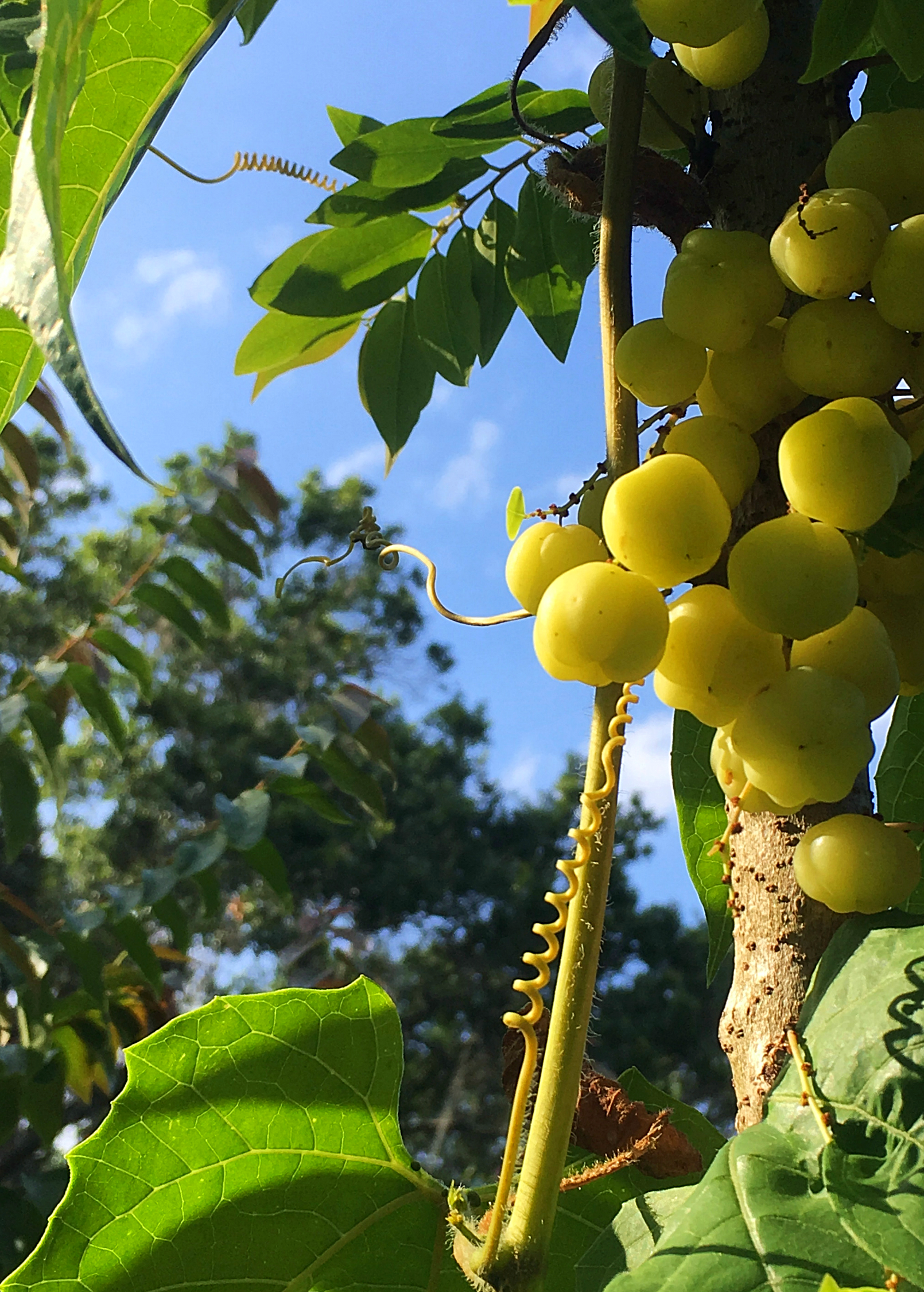 Tropical Amla Indian Gooseberry tree in a coconut coir pot, grown by Sow Exotic, showcasing lush green foliage and healthy branches.
