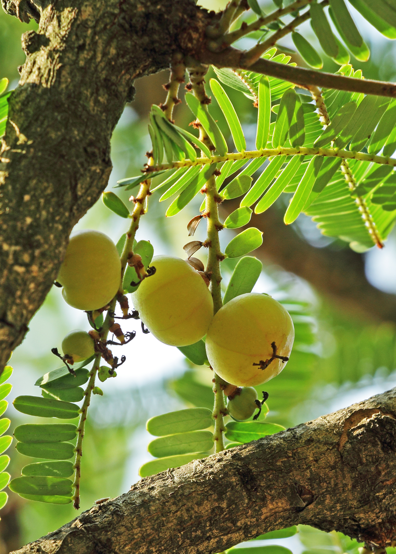 Sow Exotic Indian Gooseberry (Phyllanthus emblica) tropical fruit tree in a coconut coir pot, healthy green foliage.