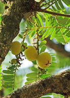 Sow Exotic Indian Gooseberry (Phyllanthus emblica) tropical fruit tree in a coconut coir pot, healthy green foliage.