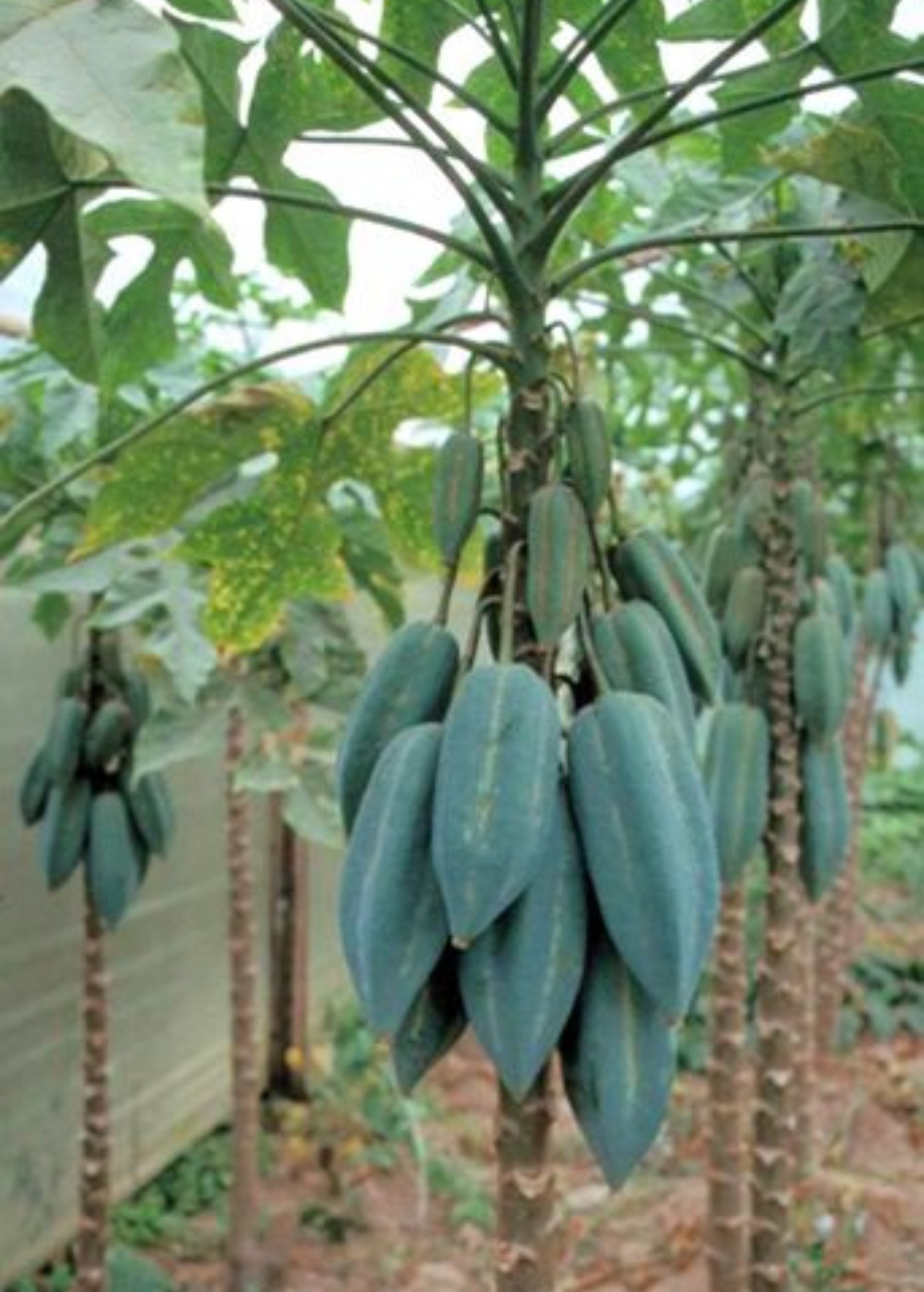 Potted Babaco Mountain Papaya tropical fruit tree in coconut coir pot, healthy green leaves and young growth, Sow Exotic brand.