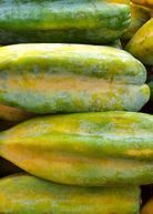 Baby Mountain Papaya (Carica pentagona) tropical fruit tree in coconut coir pot by Sow Exotic, healthy and lush plant.