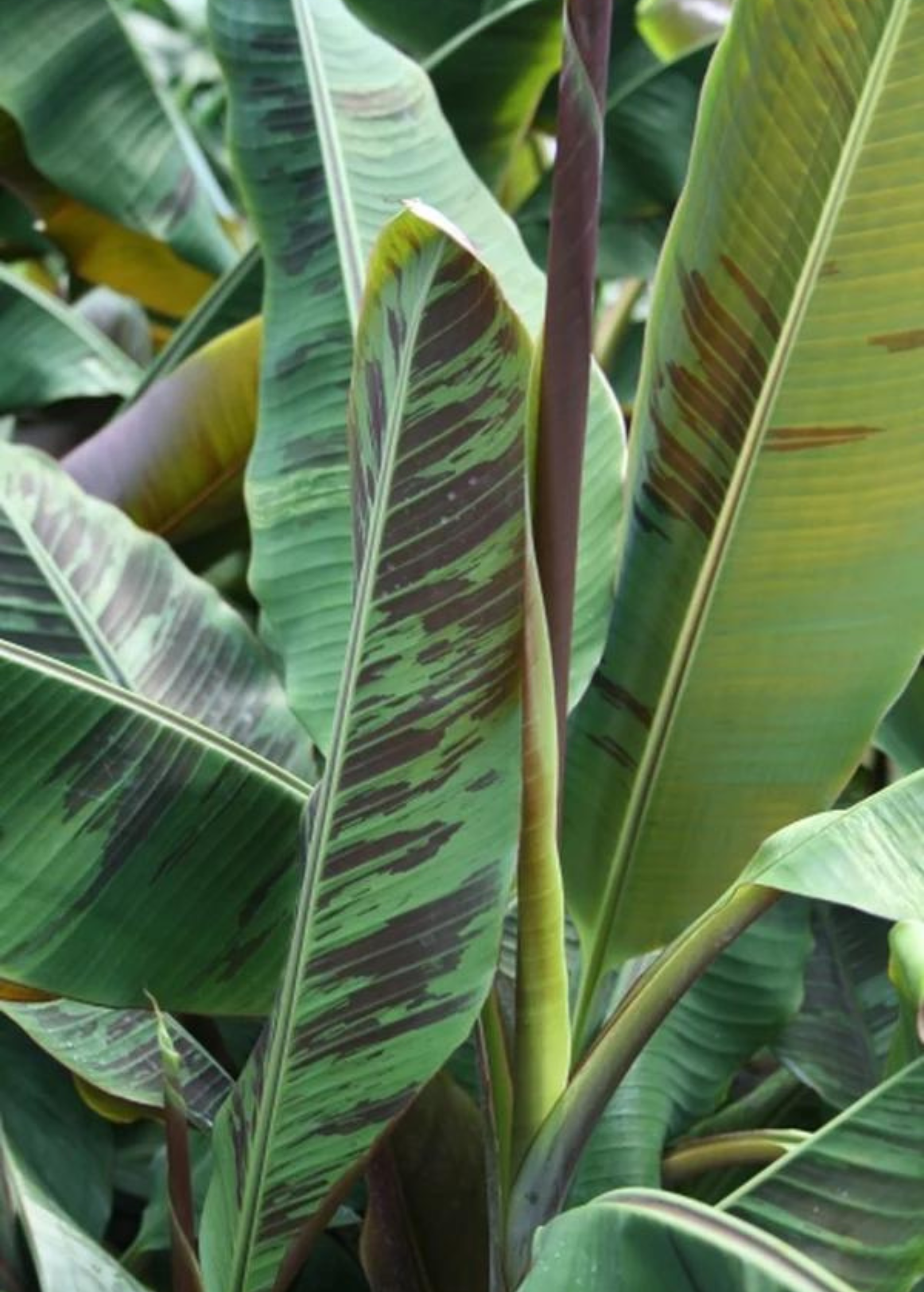 Banana 'Bordelon' Musa tropical fruit tree in a coconut coir pot, grown by Sow Exotic, ready for planting.