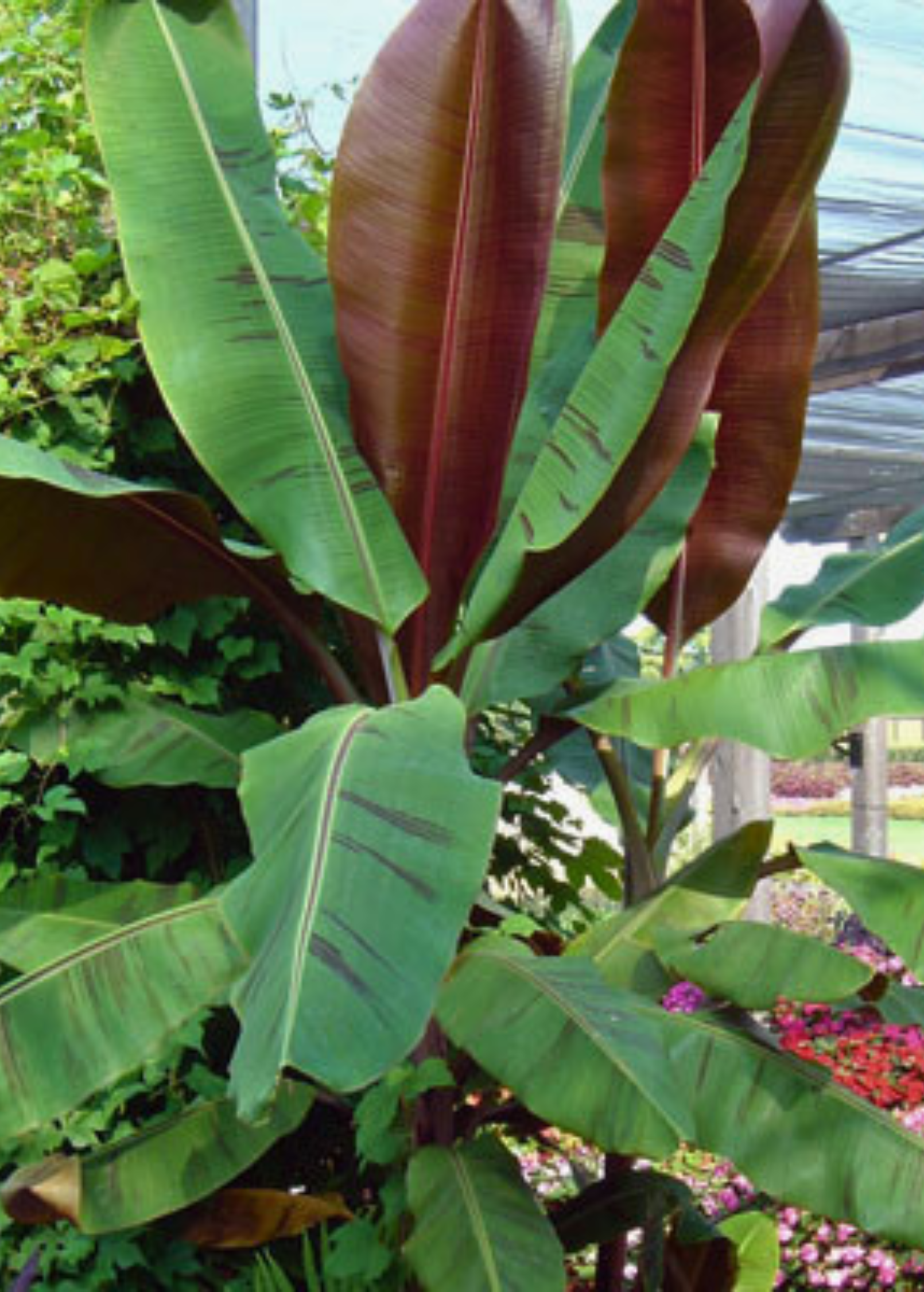 Banana Bordelon Musa tropical fruit tree in coconut coir pot, grown by Sow Exotic, with lush green leaves and healthy foliage.