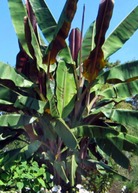 Banana Bordelon Musa tropical fruit tree in coconut coir pot, healthy green leaves, Sow Exotic brand.