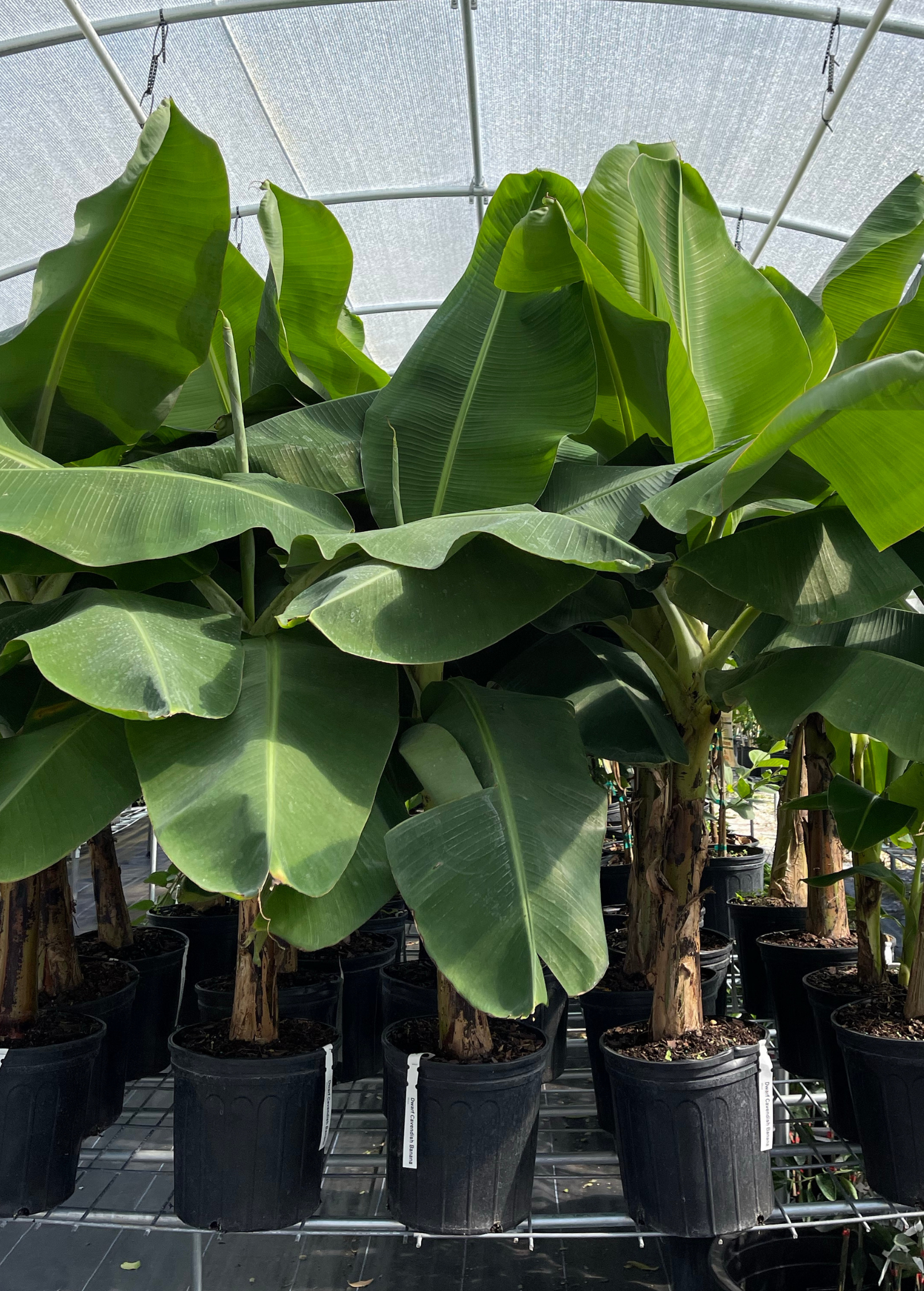 Dwarf Cavendish banana tropical fruit tree in a coconut coir pot, grown by Sow Exotic, with lush green banana plant foliage.