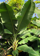 Dwarf Cavendish banana tree in coconut coir pot, tropical fruit tree from Sow Exotic with broad green banana leaves.