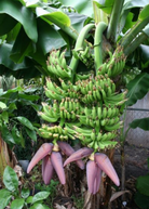 Dwarf Banana 'Double Mahoi' tropical fruit tree in coconut coir pot, showing lush green leaves and young banana bunch.