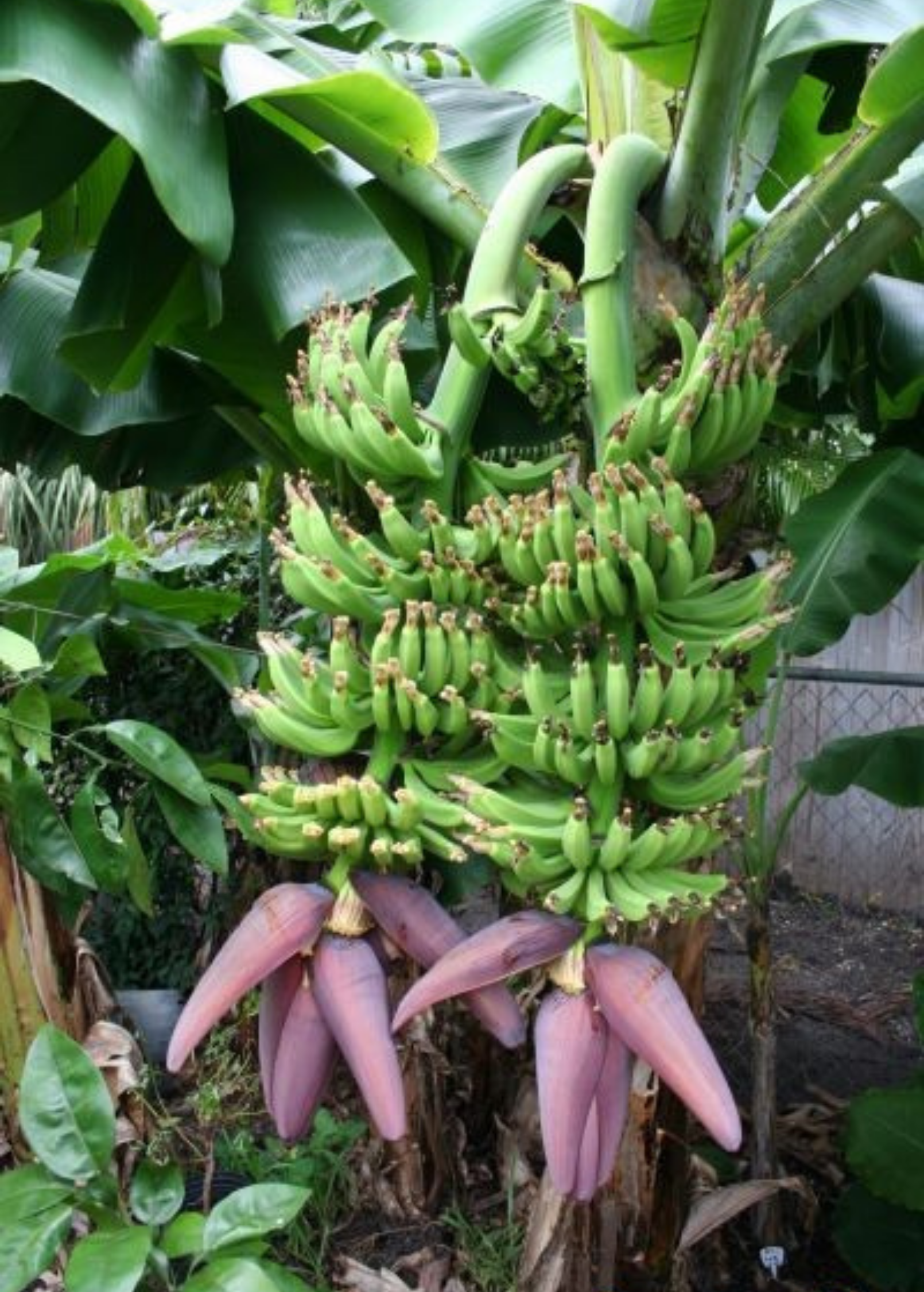 Dwarf Banana 'Double Mahoi' tropical fruit tree in coconut coir pot, showing lush green leaves and young banana bunch.