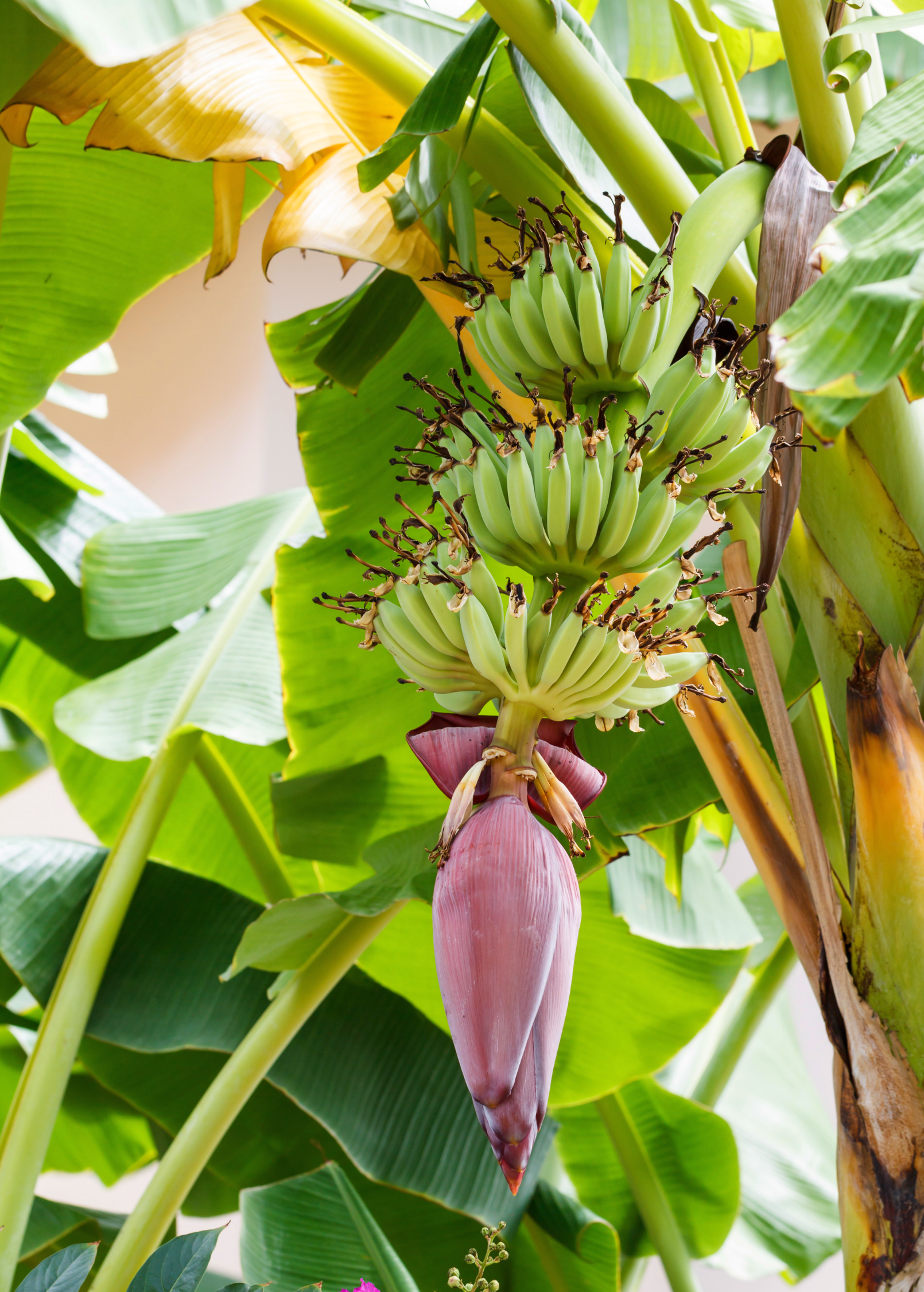Dwarf Green Banana tropical fruit tree in a coconut coir pot, showcasing lush green leaves and young banana plant growth.