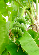Dwarf Nam Wah banana tropical fruit tree in coconut coir pot by Sow Exotic, showcasing lush green banana plant leaves.