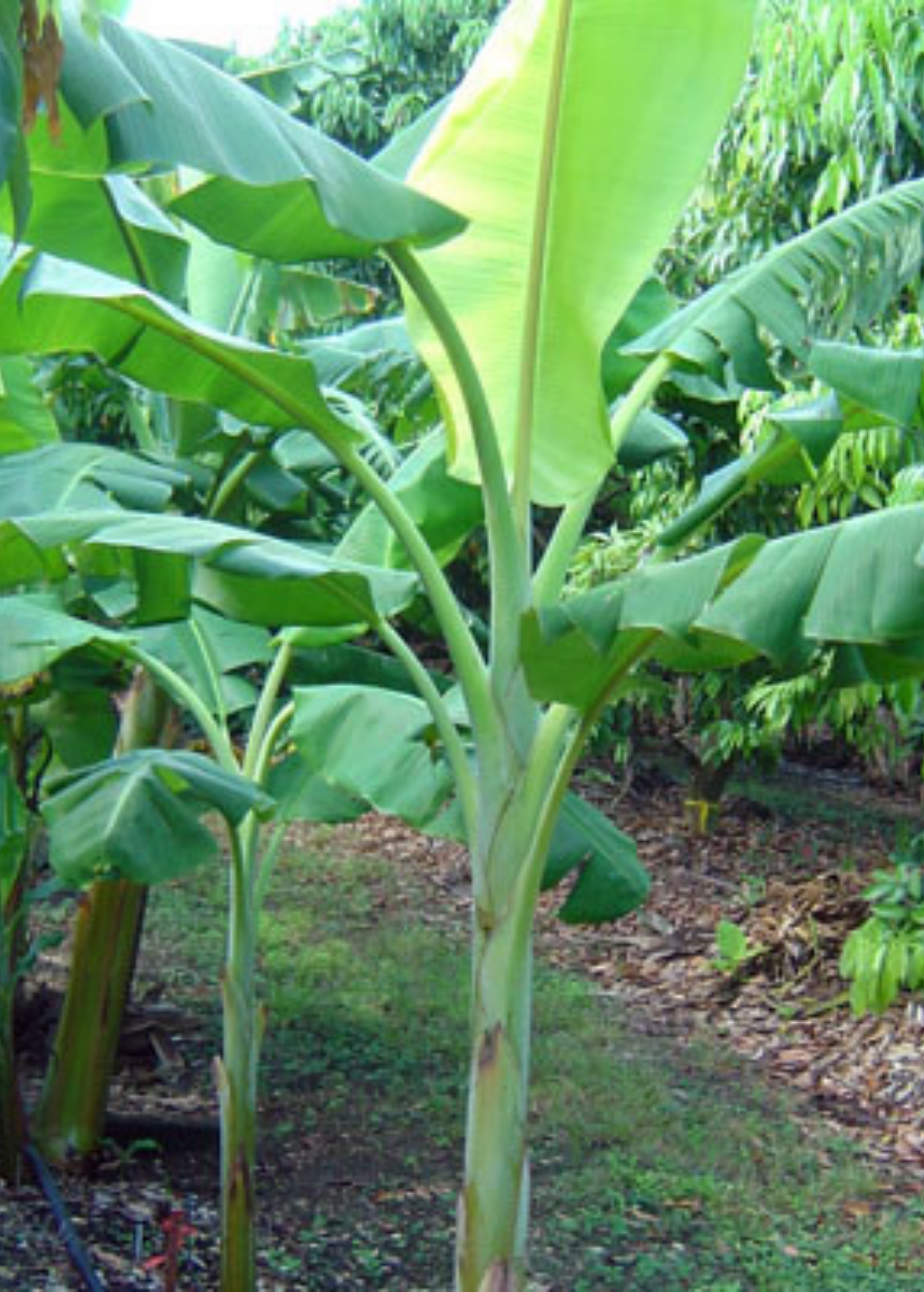 Dwarf Orinoco banana tree in coconut coir pot, tropical fruit tree by Sow Exotic, showcasing lush green banana foliage.