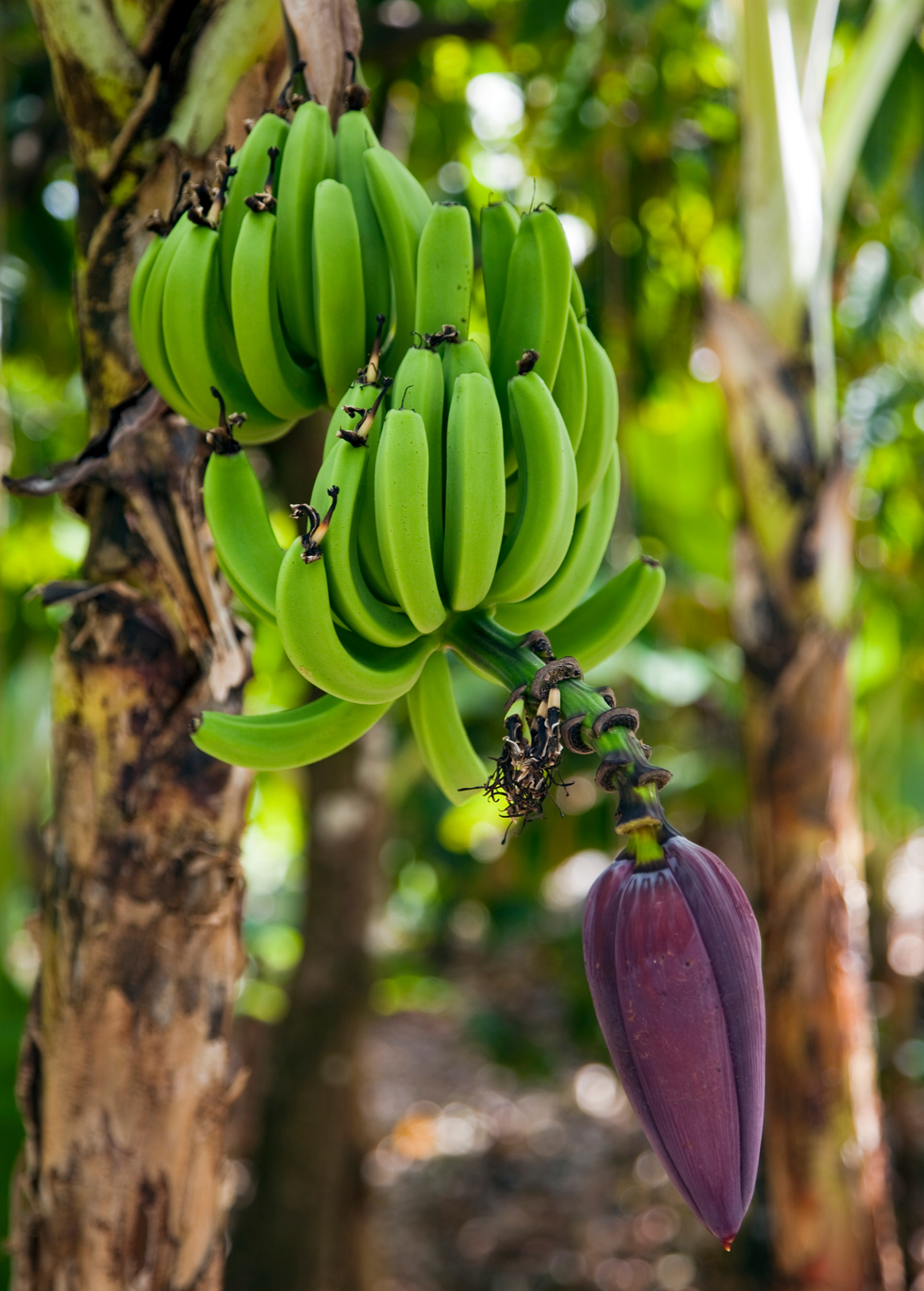 Dwarf Orinoco banana tropical fruit tree in coconut coir pot, grown by Sow Exotic, showcasing lush green banana leaves.