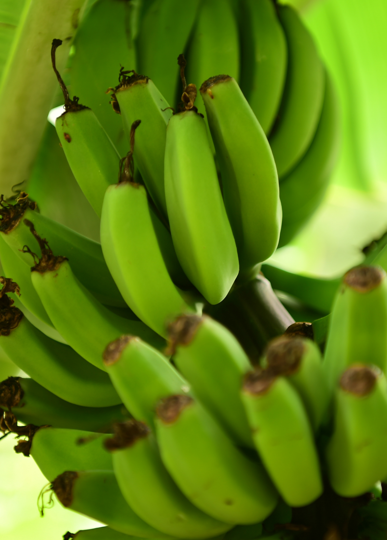 Dwarf Orinoco banana tropical fruit tree in coconut coir pot, young Musa acuminata variety by Sow Exotic
