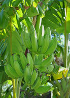 Banana 'Mona Lisa' tropical fruit tree in a coconut coir pot, grown by Sow Exotic, with lush green leaves and healthy foliage.