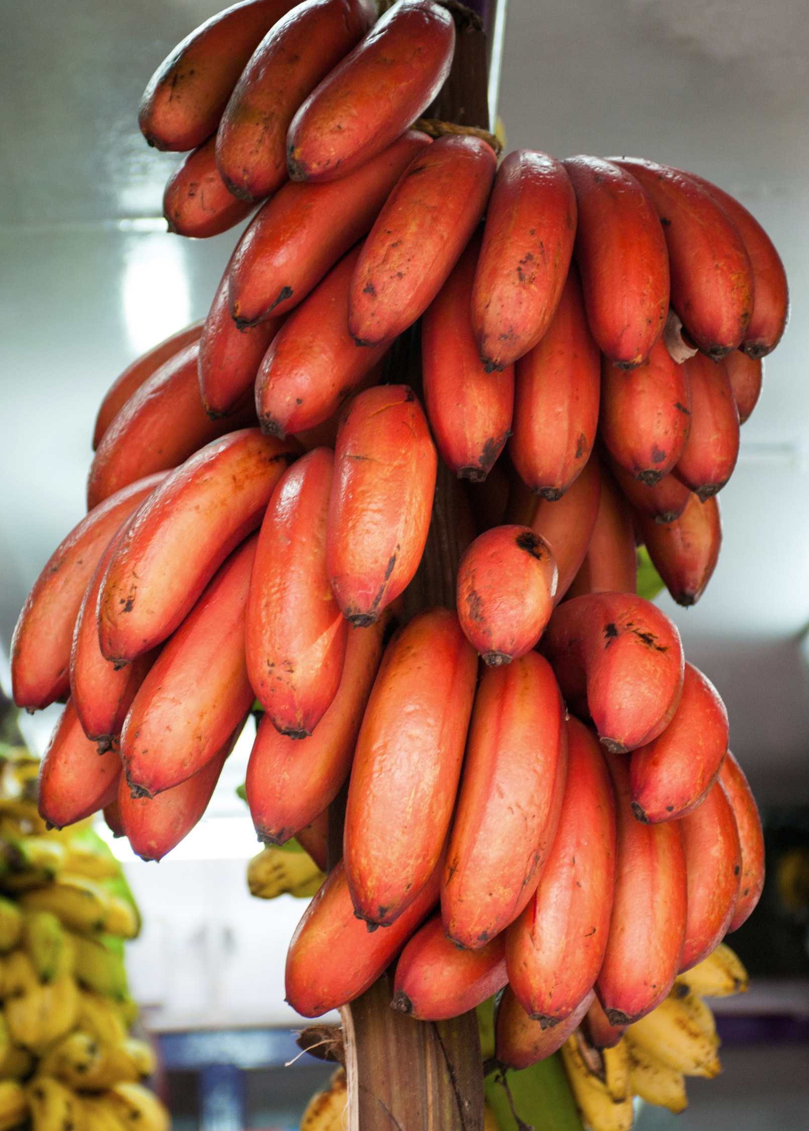 Red Cuban banana tree in a coconut coir pot, tropical fruit tree by Sow Exotic with lush green leaves and healthy growth.