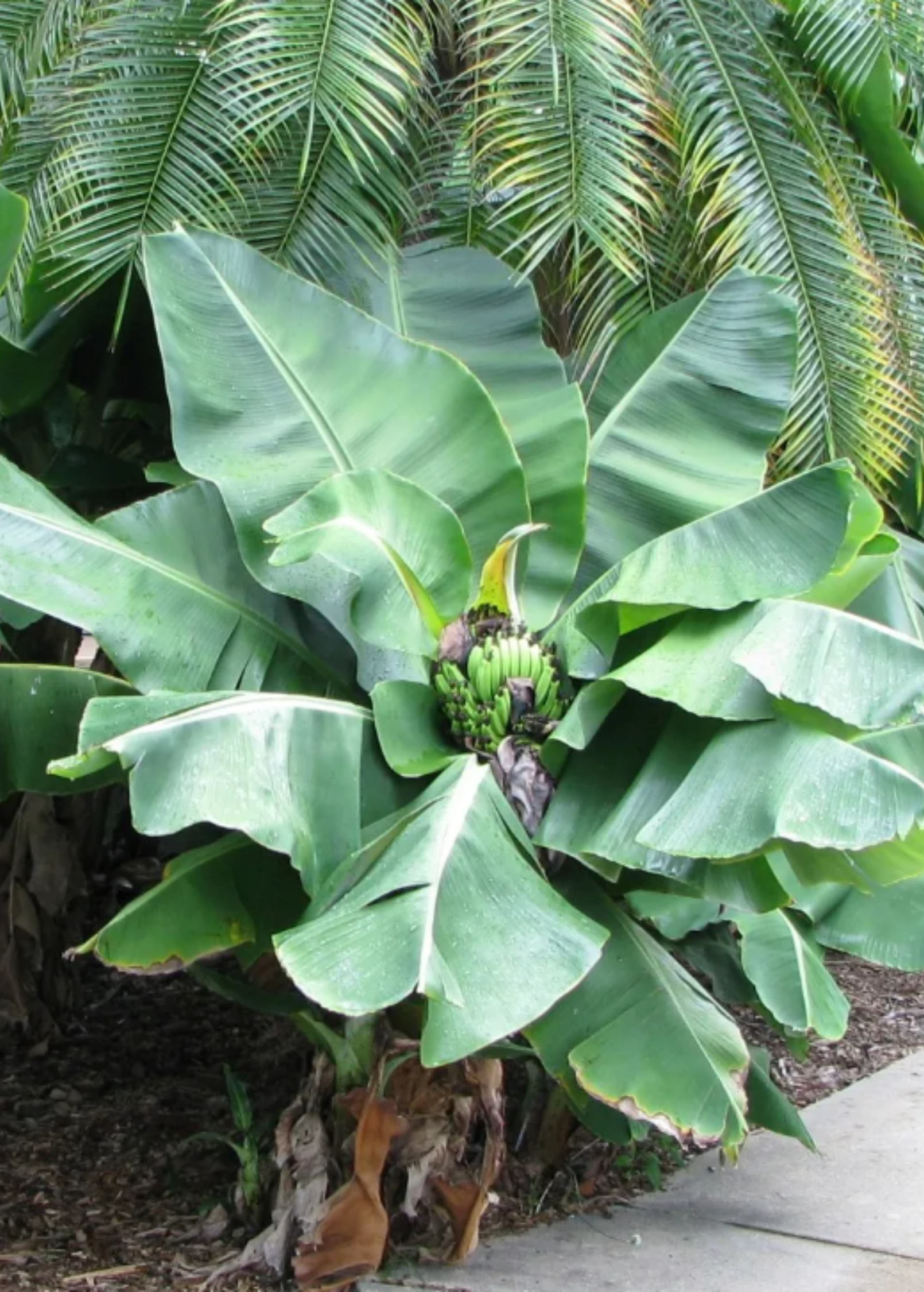 Small banana tree 'Truly Tiny' Musa minimus in coconut coir pot, tropical fruit tree by Sow Exotic.