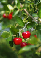 Barbados Cherry tropical fruit tree in a coconut coir pot by Sow Exotic, showing lush green foliage and young branches.