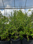 Barbados Cherry tropical fruit tree in a coconut coir pot, grown by Sow Exotic, with lush green leaves and vibrant fruit.