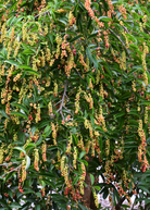 Bignay tropical fruit tree in coconut coir pot, grown by Sow Exotic, with lush green leaves and healthy branches.