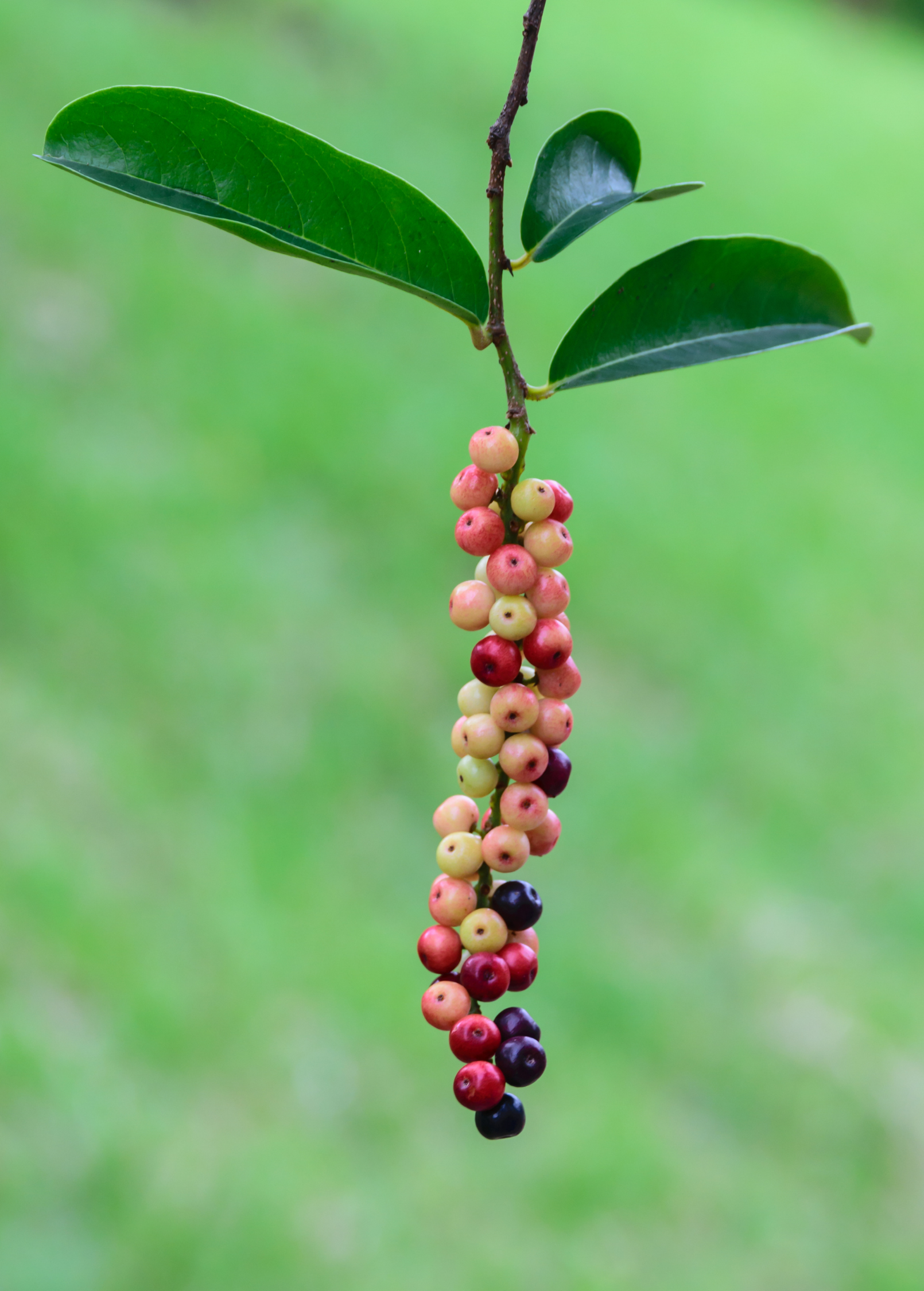 Bignay tropical fruit tree in a coconut coir pot with lush green leaves, grown by Sow Exotic.