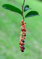 Bignay tropical fruit tree in a coconut coir pot with lush green leaves, grown by Sow Exotic.