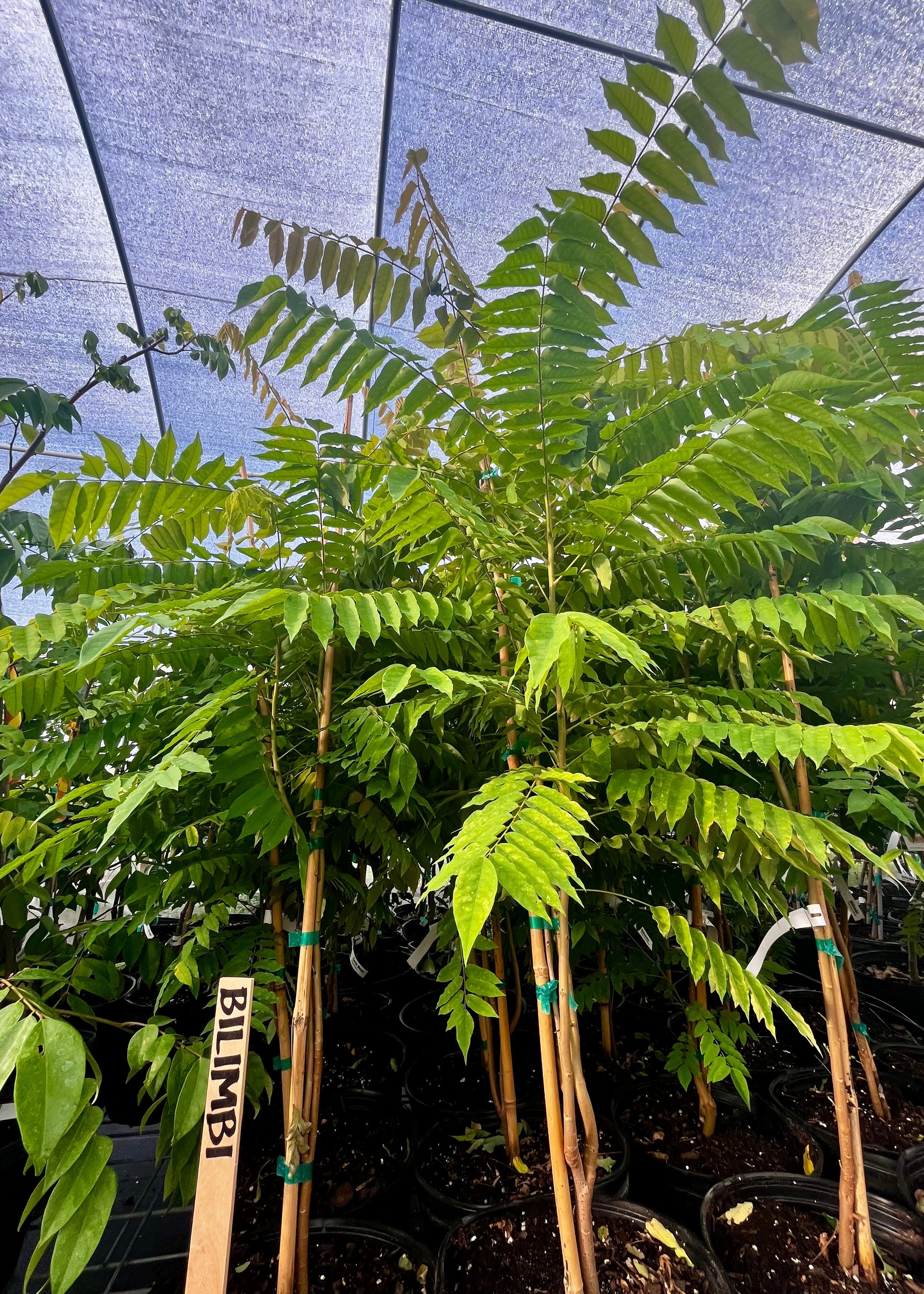 Tropical Bilimbi fruit tree in a coconut coir pot by Sow Exotic, with green leaves and budding fruit.