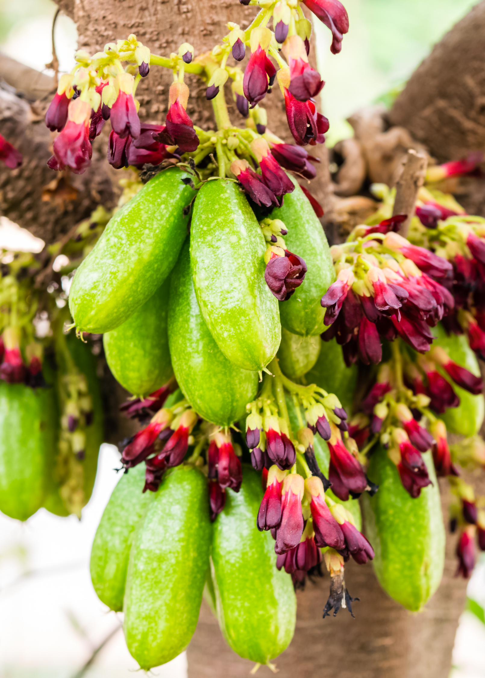 Tropical Bilimbi fruit tree in a coconut coir pot, showcasing lush green leaves and developing Bilimbi fruits, by Sow Exotic.