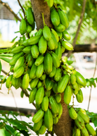 Tropical Bilimbi fruit tree in a coconut coir pot, featuring lush green foliage and young Bilimbi fruits.