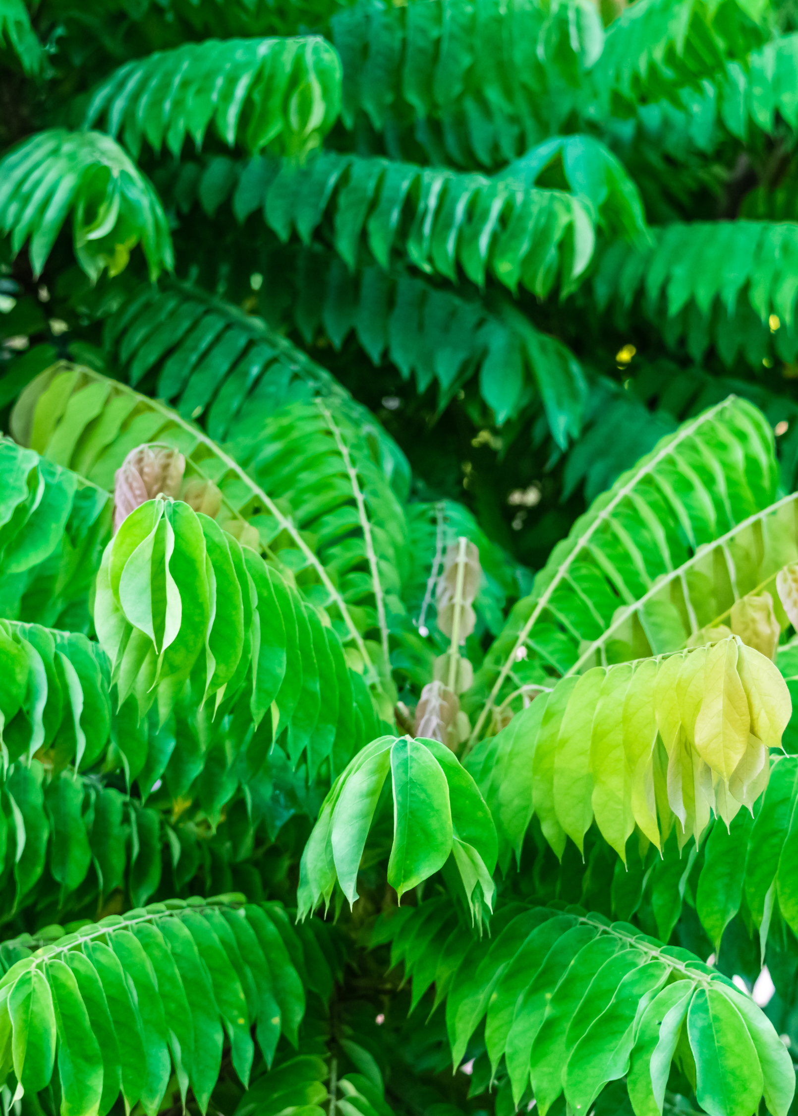 Tropical Bilimbi fruit tree in a coconut coir pot, grown by Sow Exotic, with lush green foliage and young fruit.