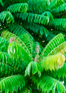 Tropical Bilimbi fruit tree in a coconut coir pot, grown by Sow Exotic, with lush green foliage and young fruit.