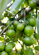Black Sapote seedling in coconut coir pot, tropical fruit tree by Sow Exotic, showing healthy foliage and young growth.