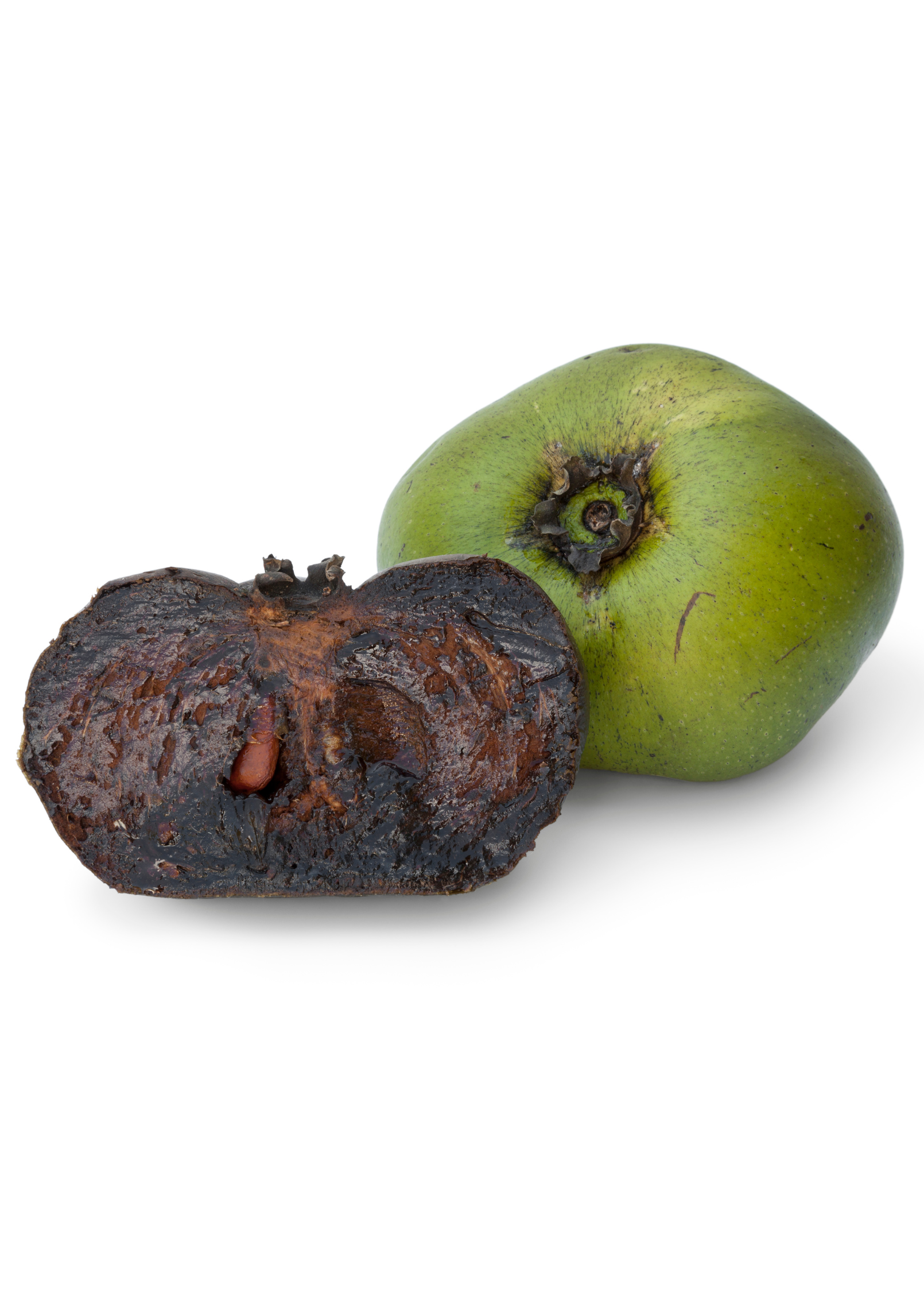 Black Sapote seedling from Sow Exotic in a coconut coir pot, tropical fruit tree Diospyros nigra ready for planting.