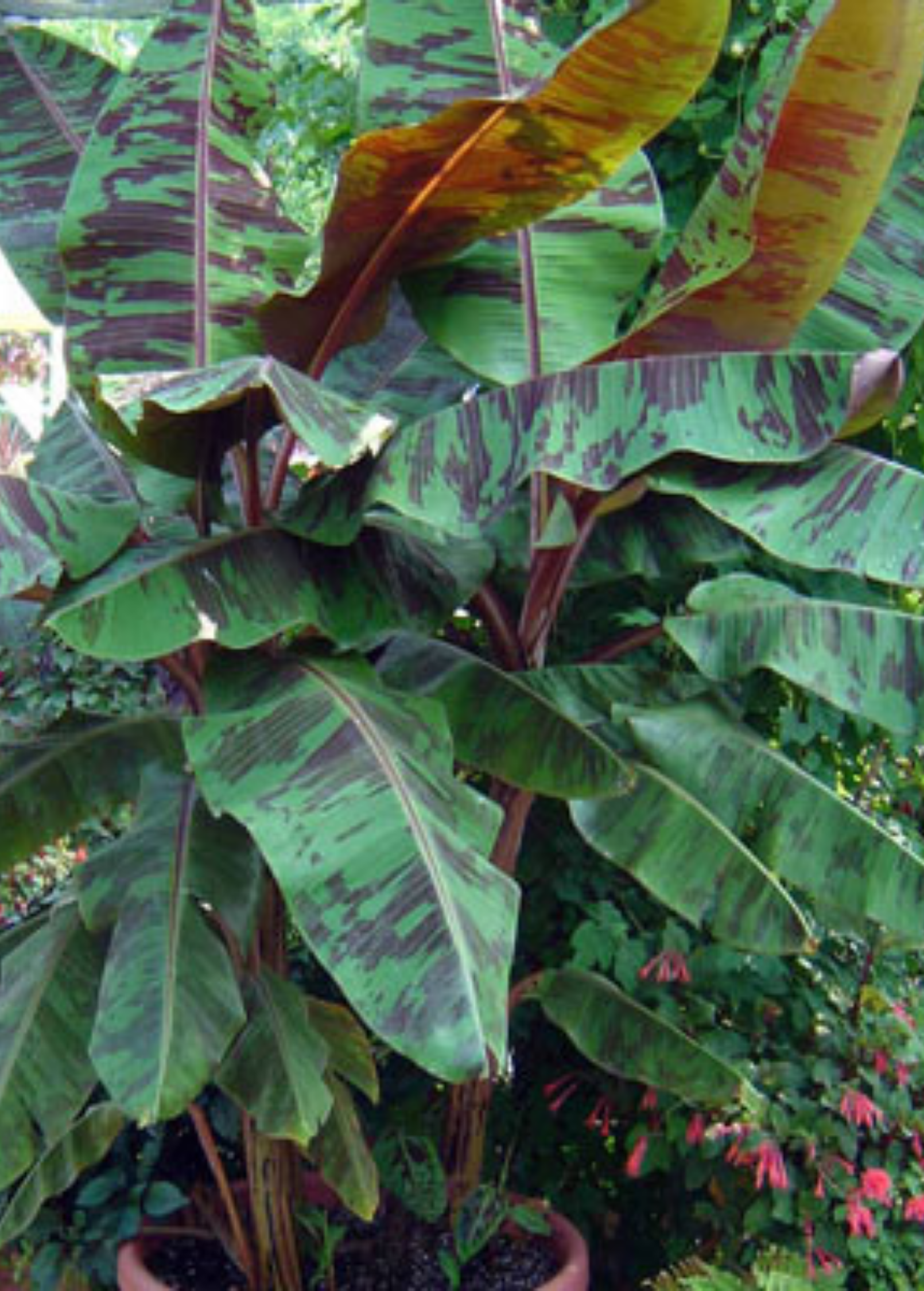 Blood Banana tropical fruit tree in coconut coir pot, showcasing its vibrant leaves and compact growth from Sow Exotic.