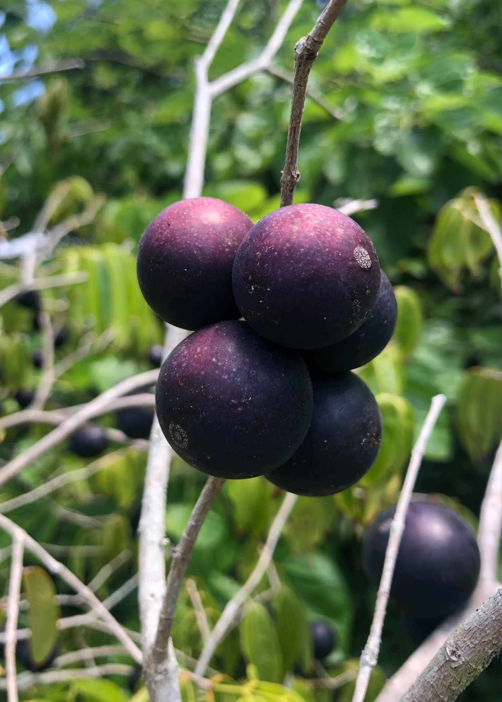 Blue Grape tropical fruit tree in coconut coir pot, showing lush green leaves and small fruit clusters, by Sow Exotic.
