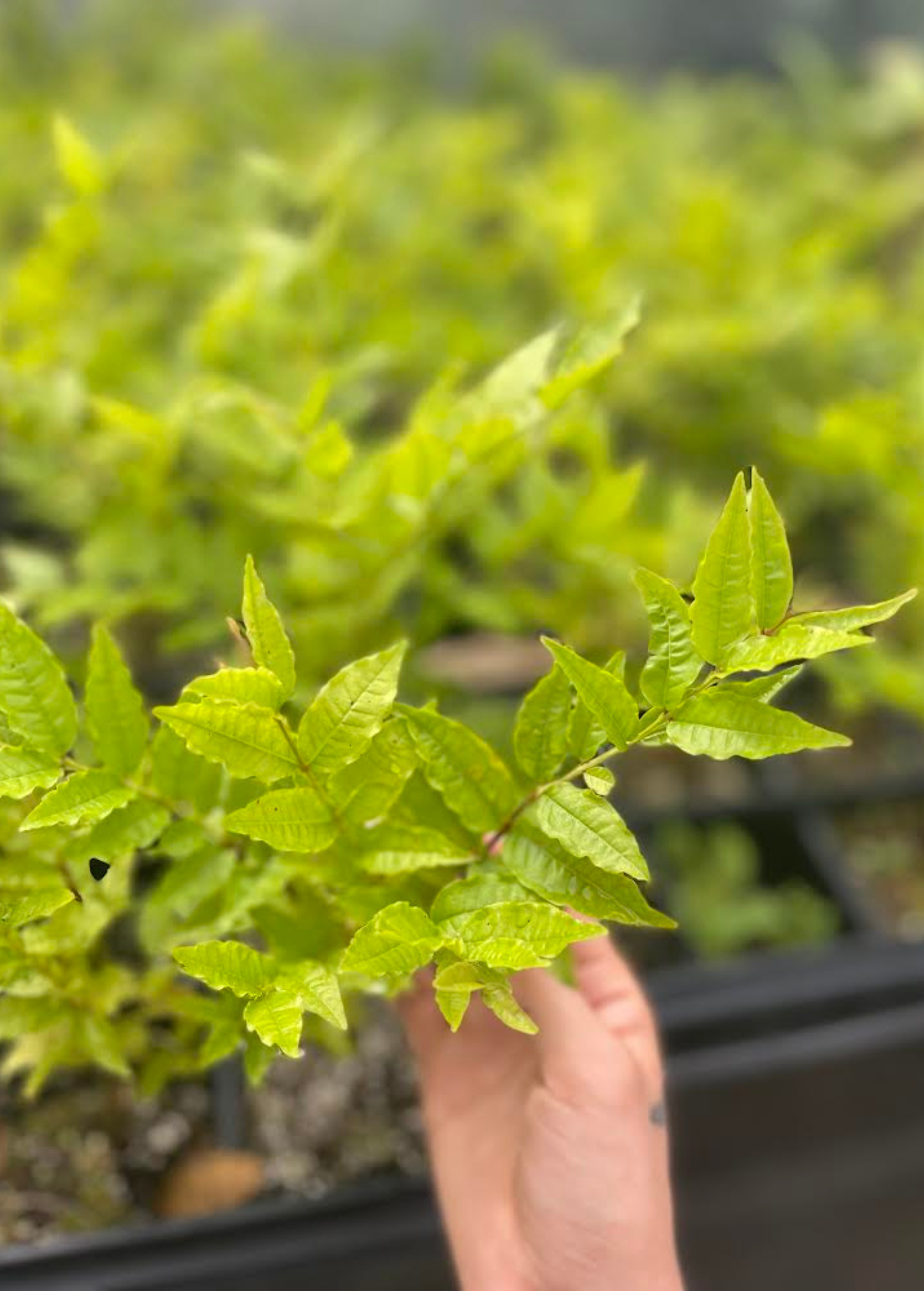 Brazilian Guava tropical fruit tree in coconut coir pot by Sow Exotic, showing lush green foliage and healthy growth.