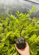 Brazilian Guava tropical fruit tree in coconut coir pot by Sow Exotic, showcasing lush green foliage and young branches.